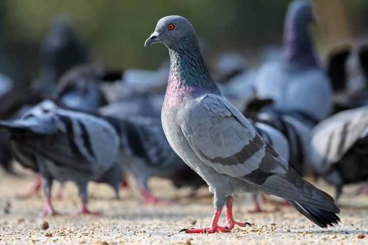 Rock_Pigeon_Columba_livia