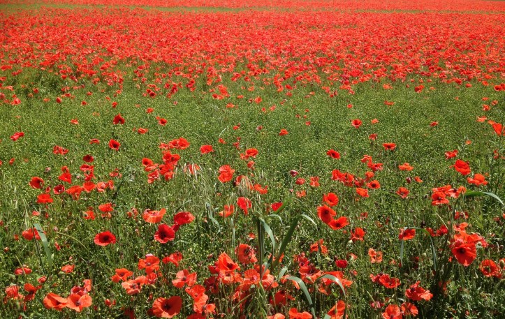 Poppy Field Salisbury