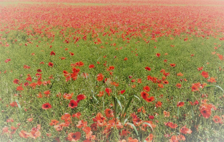 Poppy Field Salisbury Blog 2018